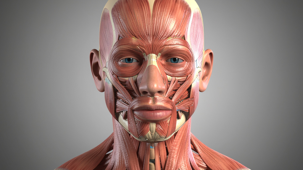 面部健身